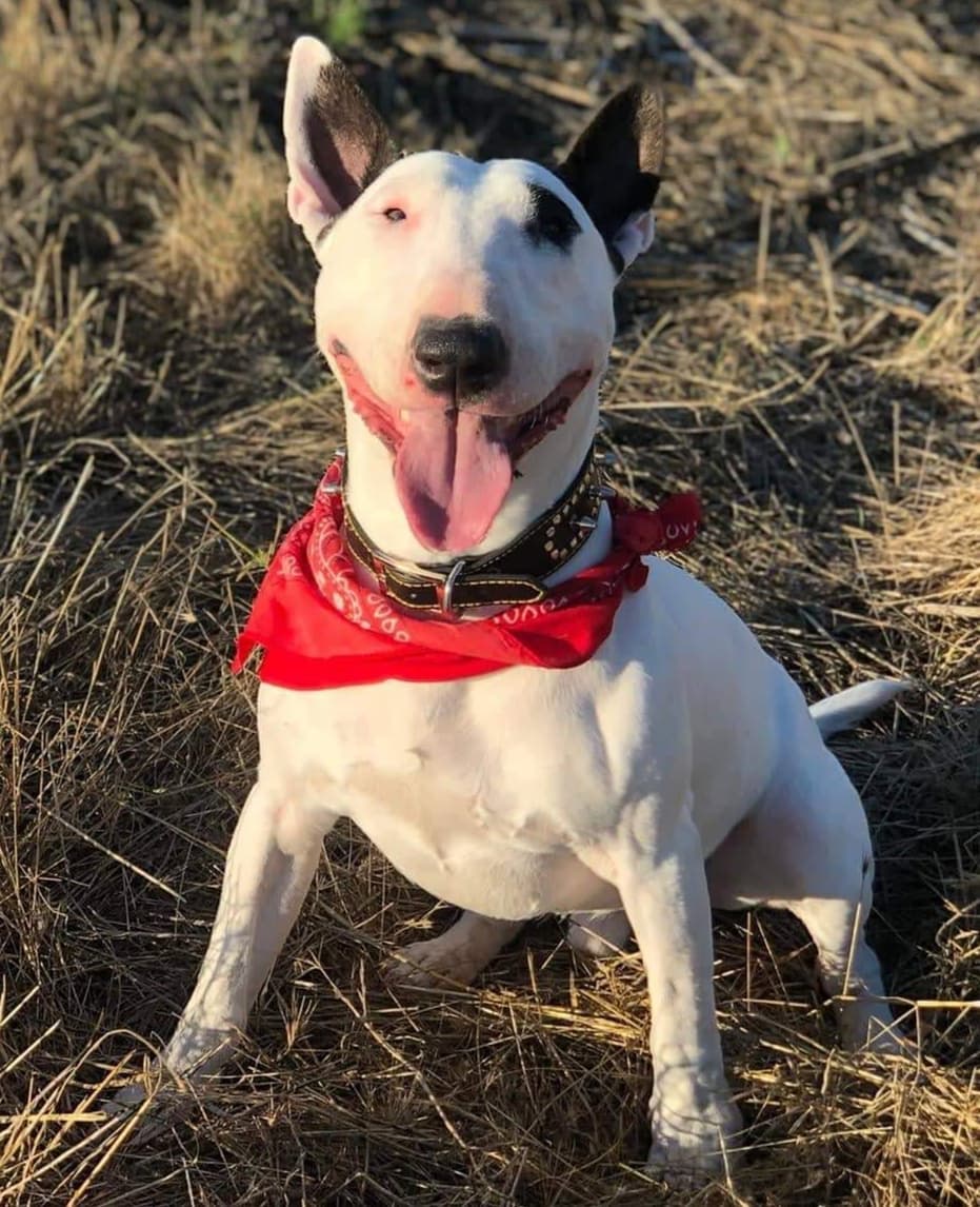 A Bull Terrier wearing a red scarf while sitting on the grass while smiling with its tongue out