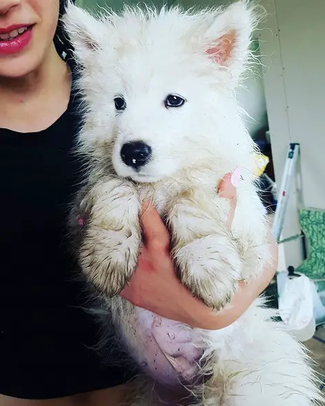 A Samoyed puppy holding a dirty Samoyed puppy