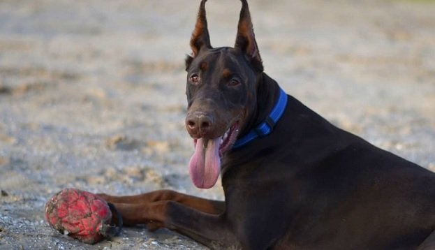 scary doberman pinscher
