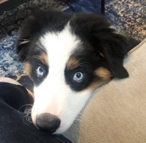 100+ Blue Eyed Dog Names for Male and Female Puppies - The Paws