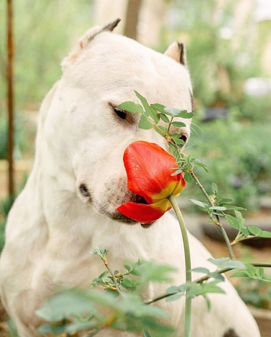 A white Mastiff smelling the flower in the garden