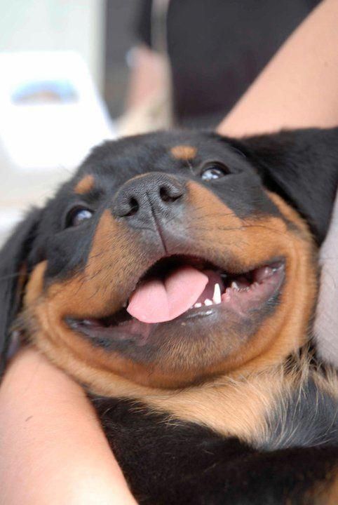 smiling Rottweiler puppy in a woman's arms
