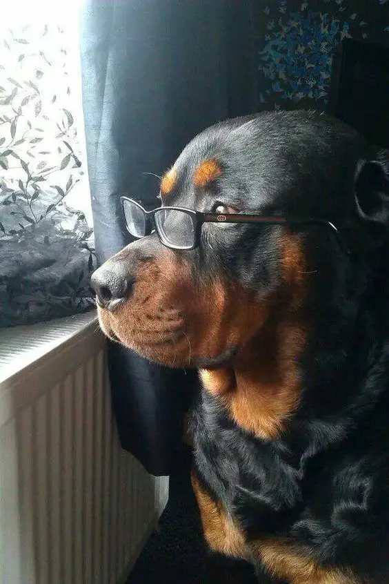 Rottweiler wearing eyeglass while staring at the window