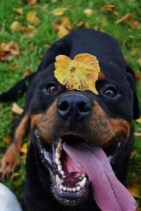 Rottweiler sitting on the grass with a dried leaf on top of its head while smiling with its tongue out