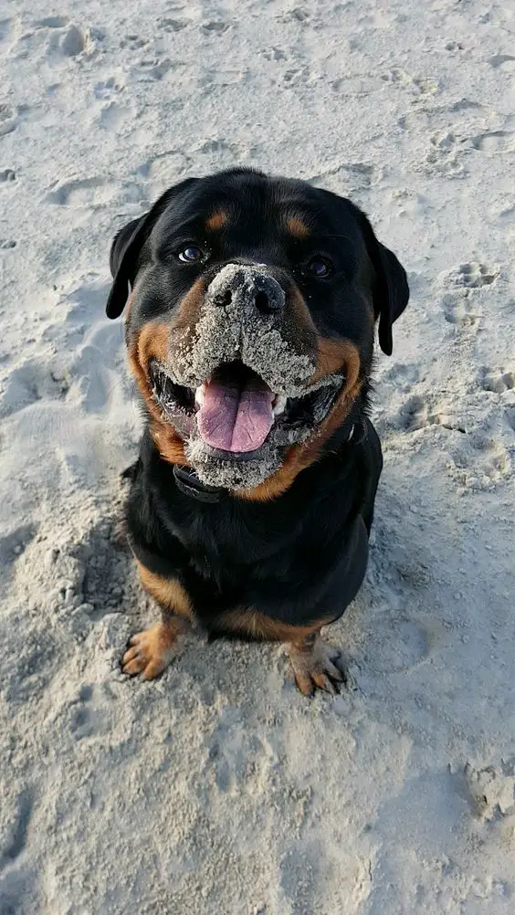 Rottweiler sitting in the sand with a smudged sand in its face while smiling