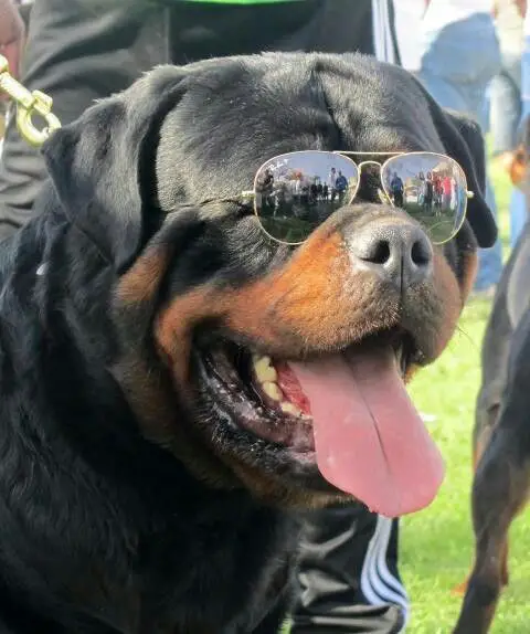 Rottweiler wearing sunglasses while sticking its tongue out