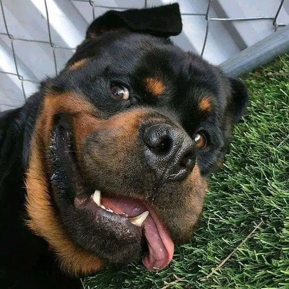 a happy Rottweiler with its tongue hanging on the side of its mouth