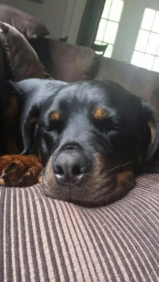 Rottweiler sleeping soundly on the couch