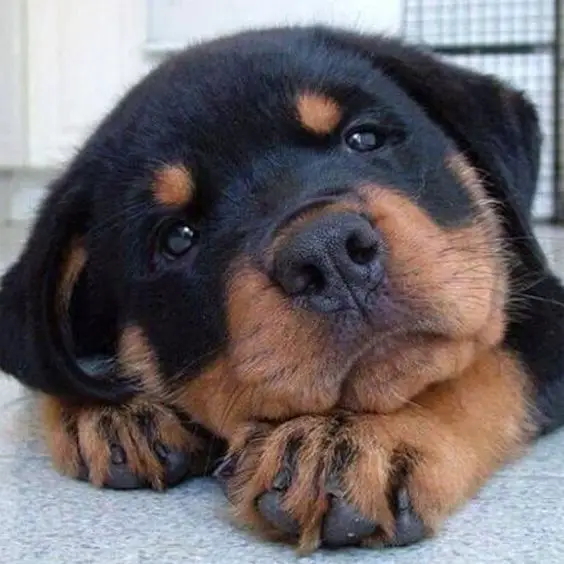 adorable face of a Rottweiler puppy on top of its paws while lying on the floor