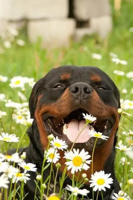 a happy Rottweiler sitting in the middle of the chamomile flowers