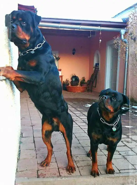 adult Rottweiler standing up leaning on the wall while the younger one is standing on the pavement while looking up at him
