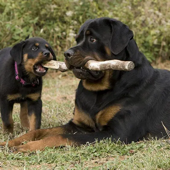 adult Rottweiler lying on the grass with a stick in its mouth while its puppy is biting on the end of the stick