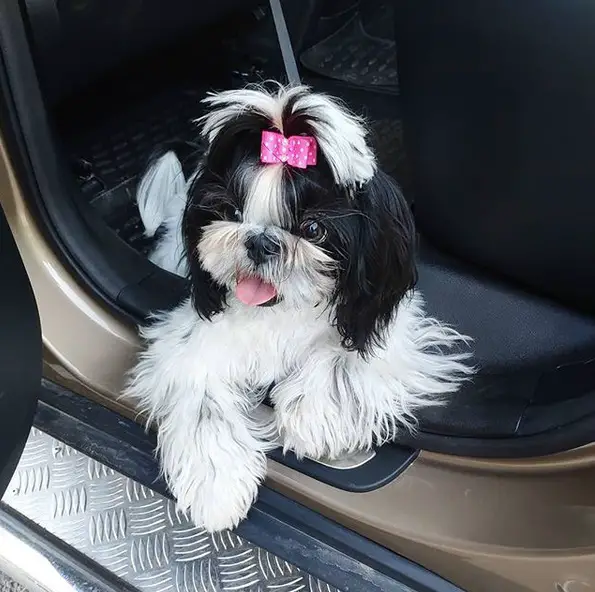 A black and white Shih Tzu wearing a pink ribbon tie on top of her head while lying inside the car