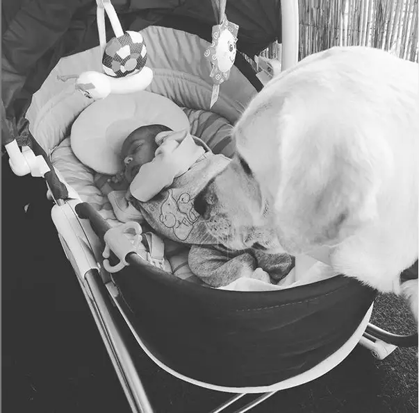 a black and white photo of Labrador smelling the baby inside the crib