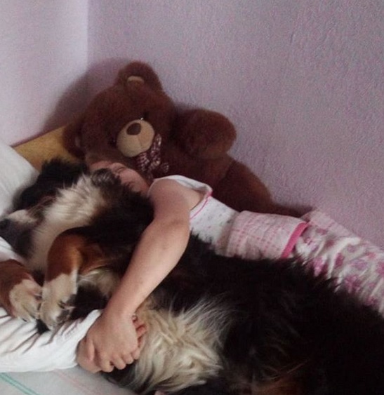 A girl sleeping on the bed while hugging her Bernese Mountain Dog