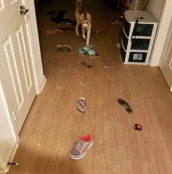 A Husky standing with things messed up all over the floor