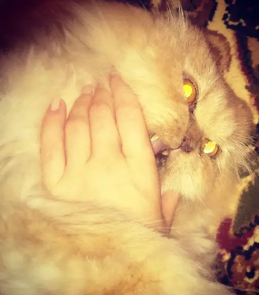 Persian Cat lying on the floor while biting the hands of a woman touching her