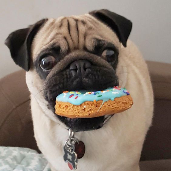 Pug with a donut on its mouth