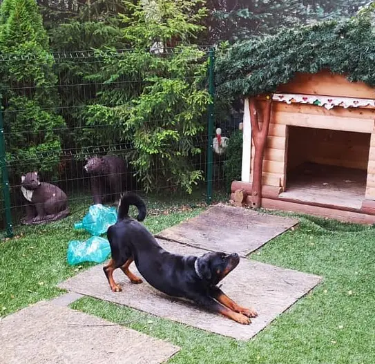 Rottweiler stretching in the garden