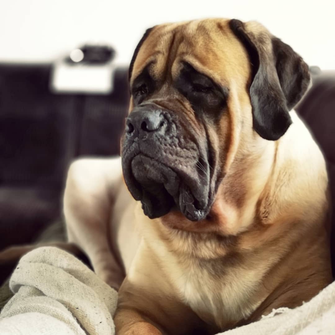 A Mastiff lying on the couch