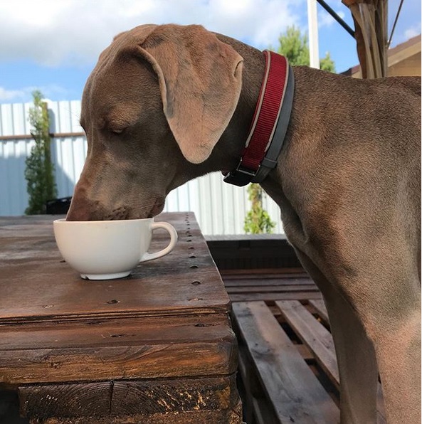 A Weimaraner sitting at the table while licking from the mug