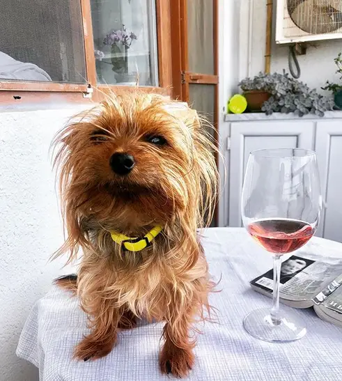 A Yorkshire Terrier sitting on top of the table with a wine