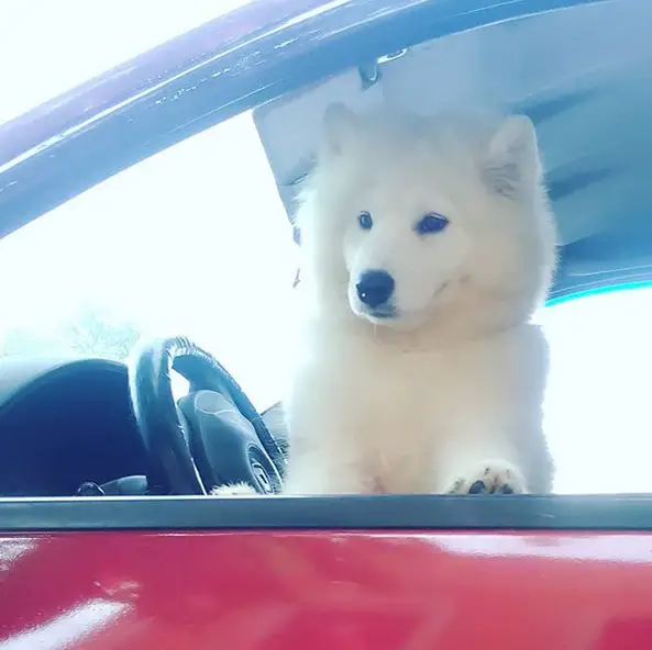 A Samoyed puppy in the driver's seat while leaning towards the window