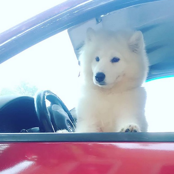 A Samoyed puppy in the driver's seat while leaning towards the window