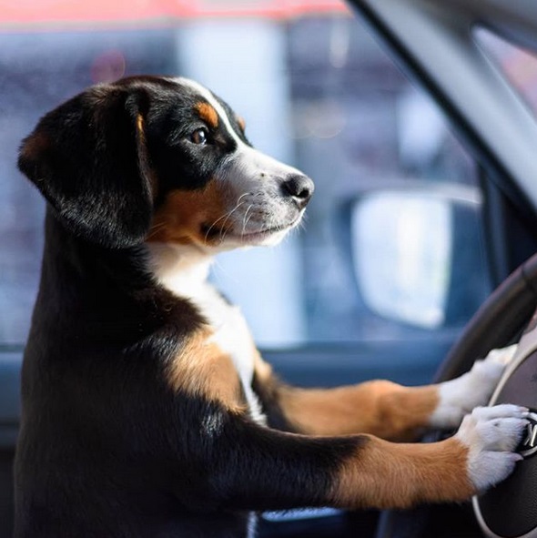 A Bernese Mountain puppy sitting in the driver's seat leaning towards the steering wheel