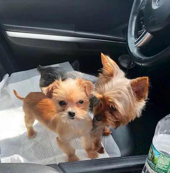 two Yorkshire Terrier standing on top of the driver's seat inside the car