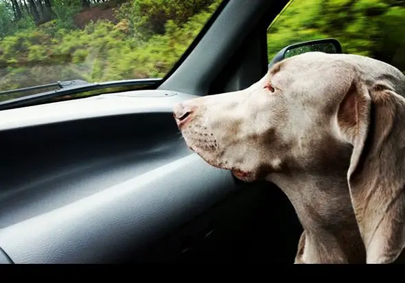 A Weimaraner sitting in the passenger while looking at the road