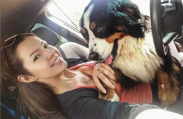 A woman taking a selfie in the driver's seat with her Bernese Mountain Dog leaning towards her