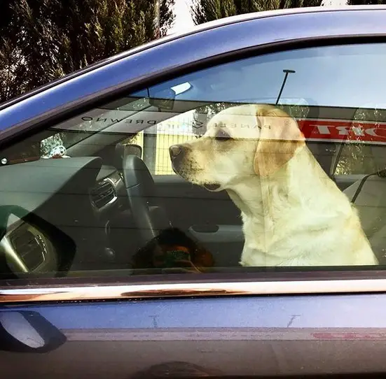A Labrador sitting in the driver's seat