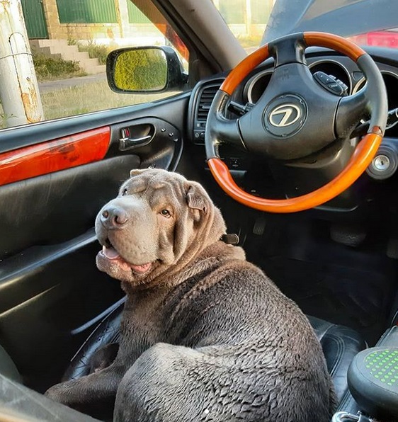 A Shar Pei sitting in the driver's seat
