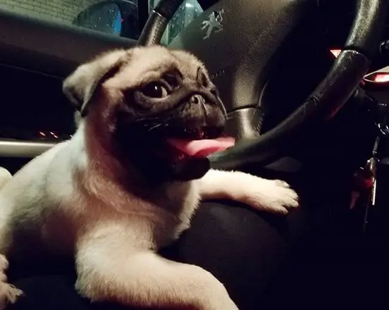 A Pug lying on the lap of its owner sitting in the drivers seat