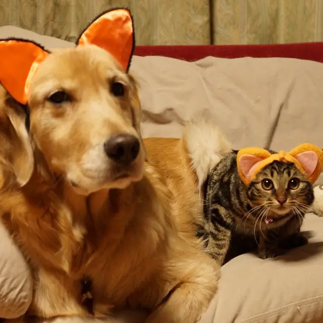 Golden Retriever lying on the couch with a cat wearing an ear headband