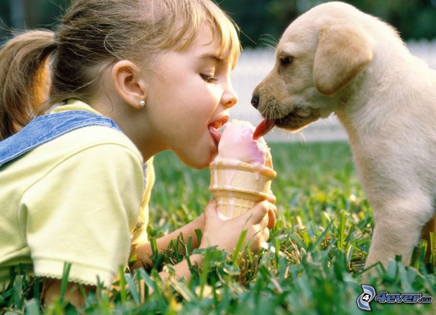 the little girl lying on the grass while licking an ice cream while a Labrador puppy licking on the opposite side
