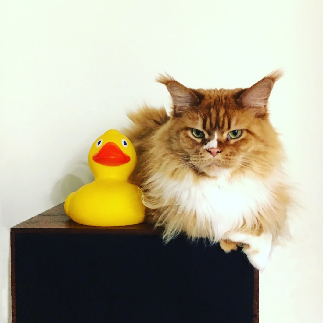 Maine Coon Cat resting on top of table with its duck toy