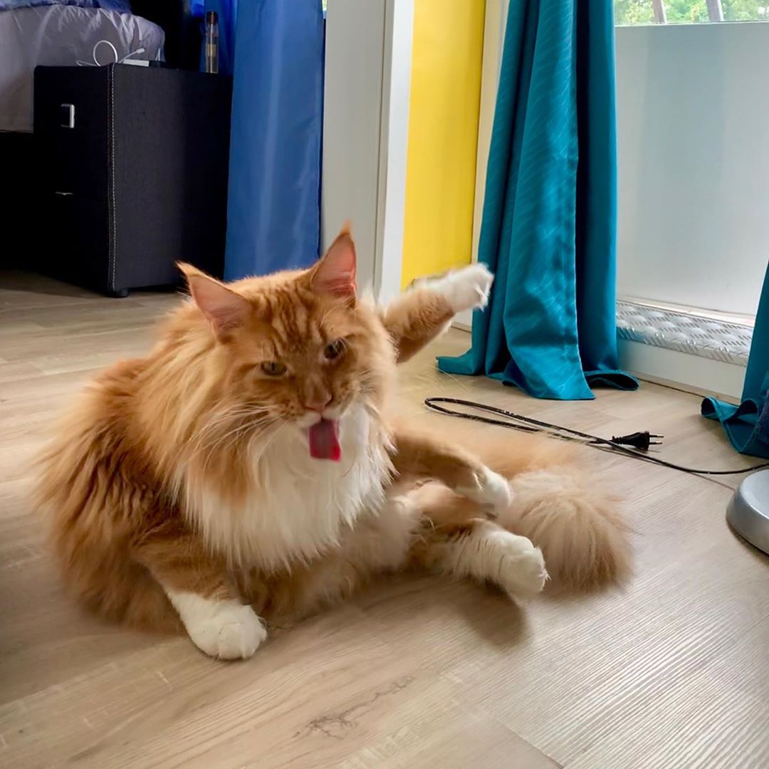 Maine Coon Cat sitting on the floor with its tongue out and its one leg raised