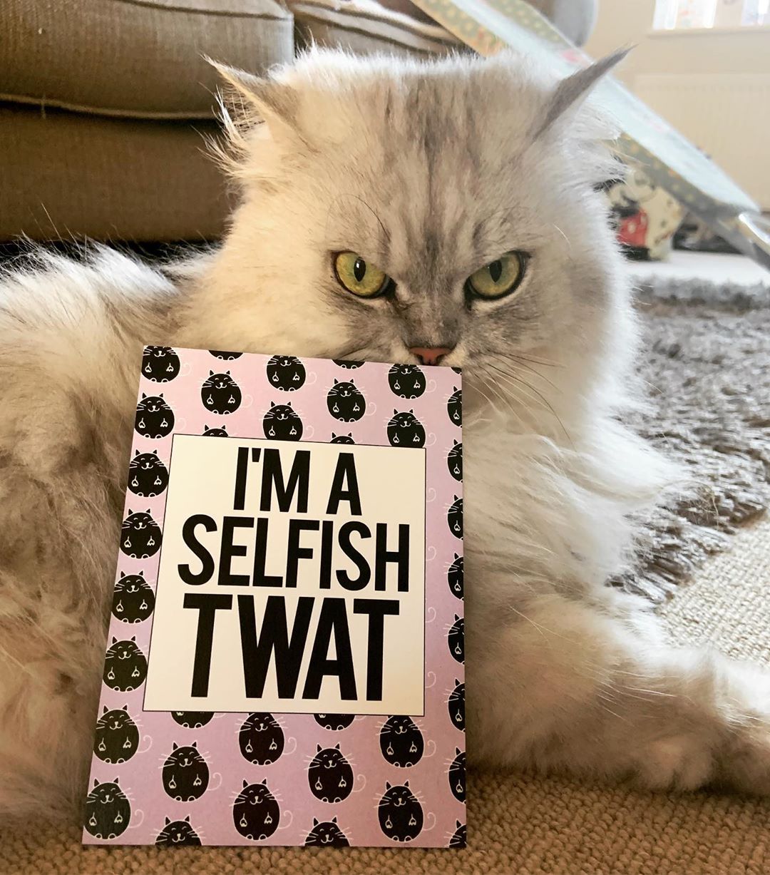 A white Persian Cat lying on the floor with a card in front of him that reads - I'm a selfish twat