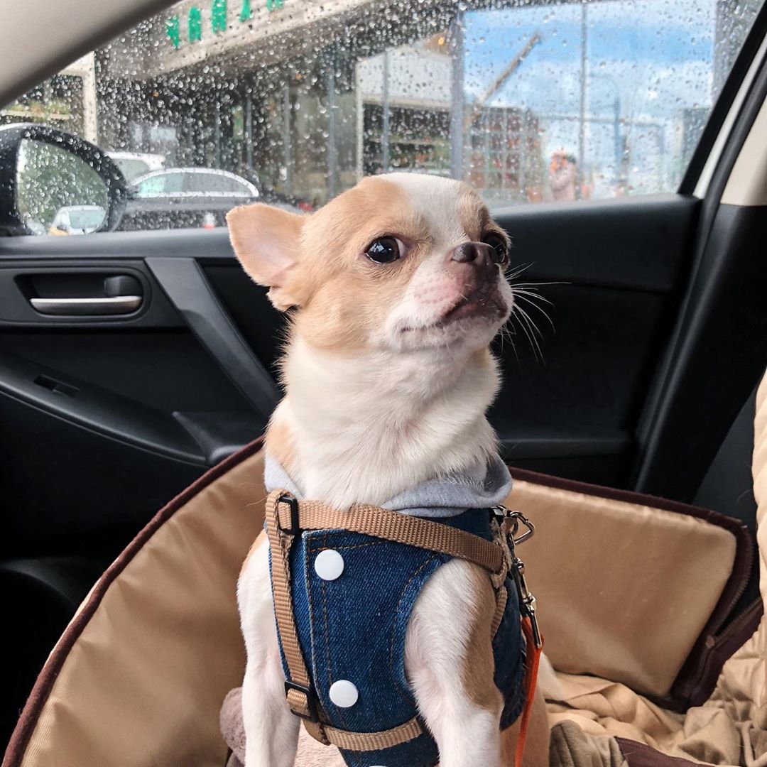 Chihuahua wearing a denim shirt while sitting in the passenger seat