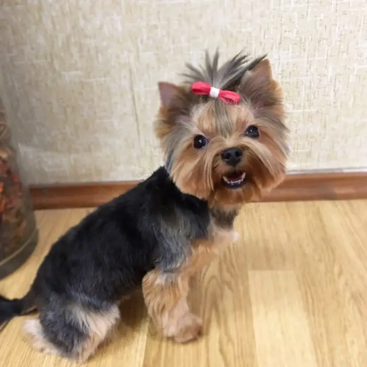 A Yorkshire Terrier wearing a pink ribbon tie on top of its head while sitting on the floor