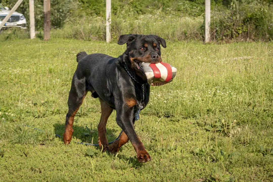 Rottweiler walking at the park with a an inflated ball in its mouth