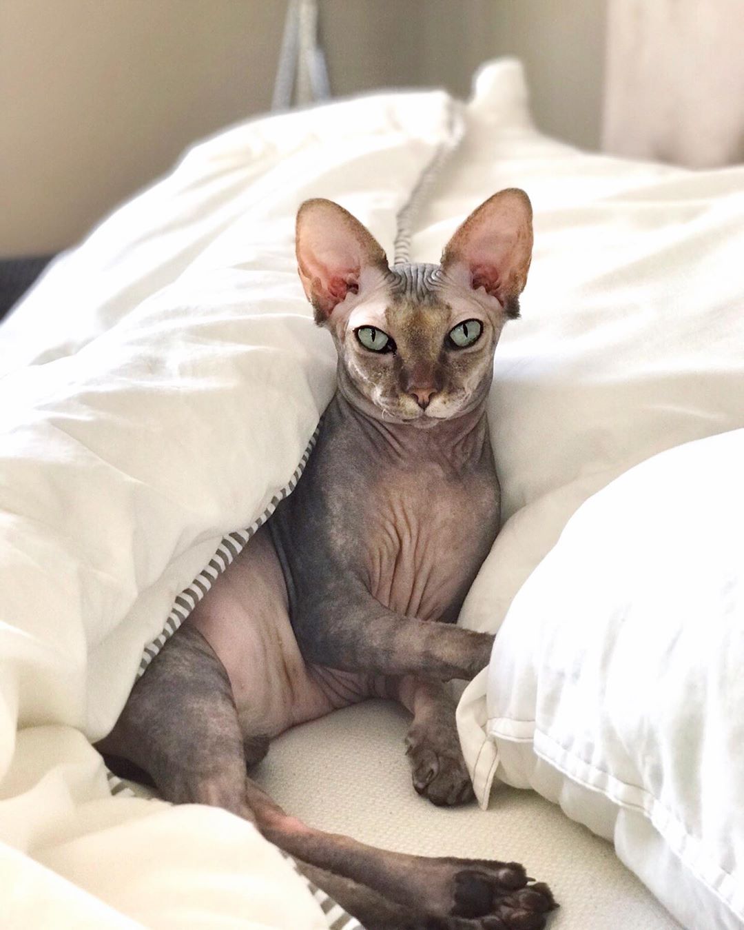 Sphynx Cat lying on the bed