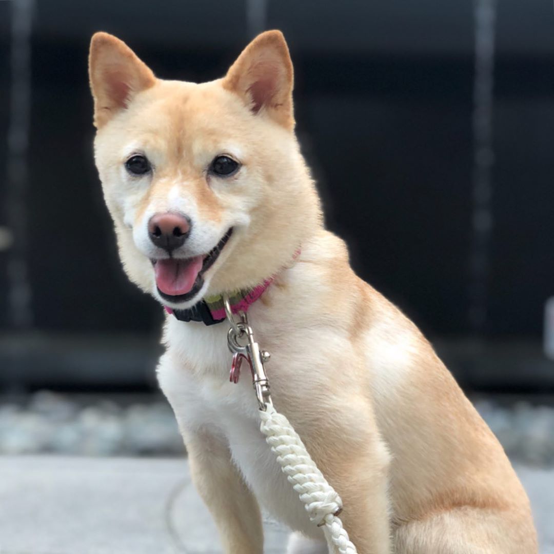 A Shiba Inu sitting on the pavement while smiling
