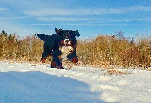 A Bernese Mountain Dog walking in snow on the road