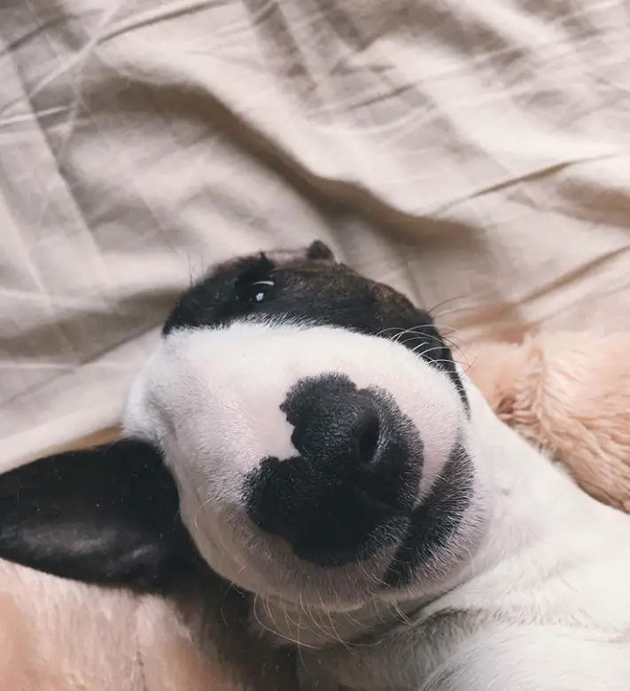 Bull Terrier lying on the bed