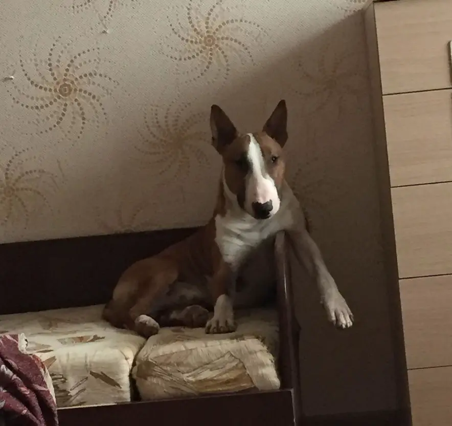 Bull Terrier lying on the corner of the bed while its one arm is hanging on the side