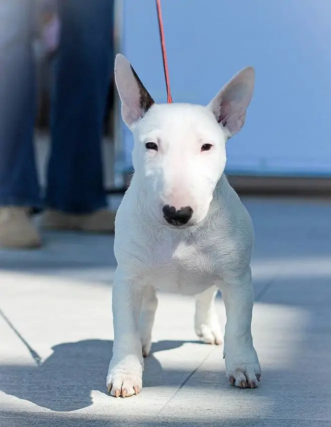 Bull Terrier puppy standing on the floor with sunlight on its face