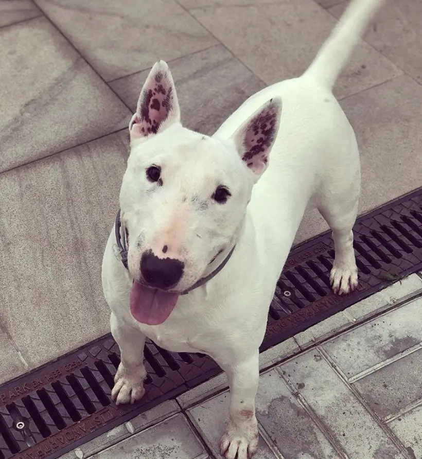 Bull Terrier standing on the pavement while its adorable eyes and tongue sticking out